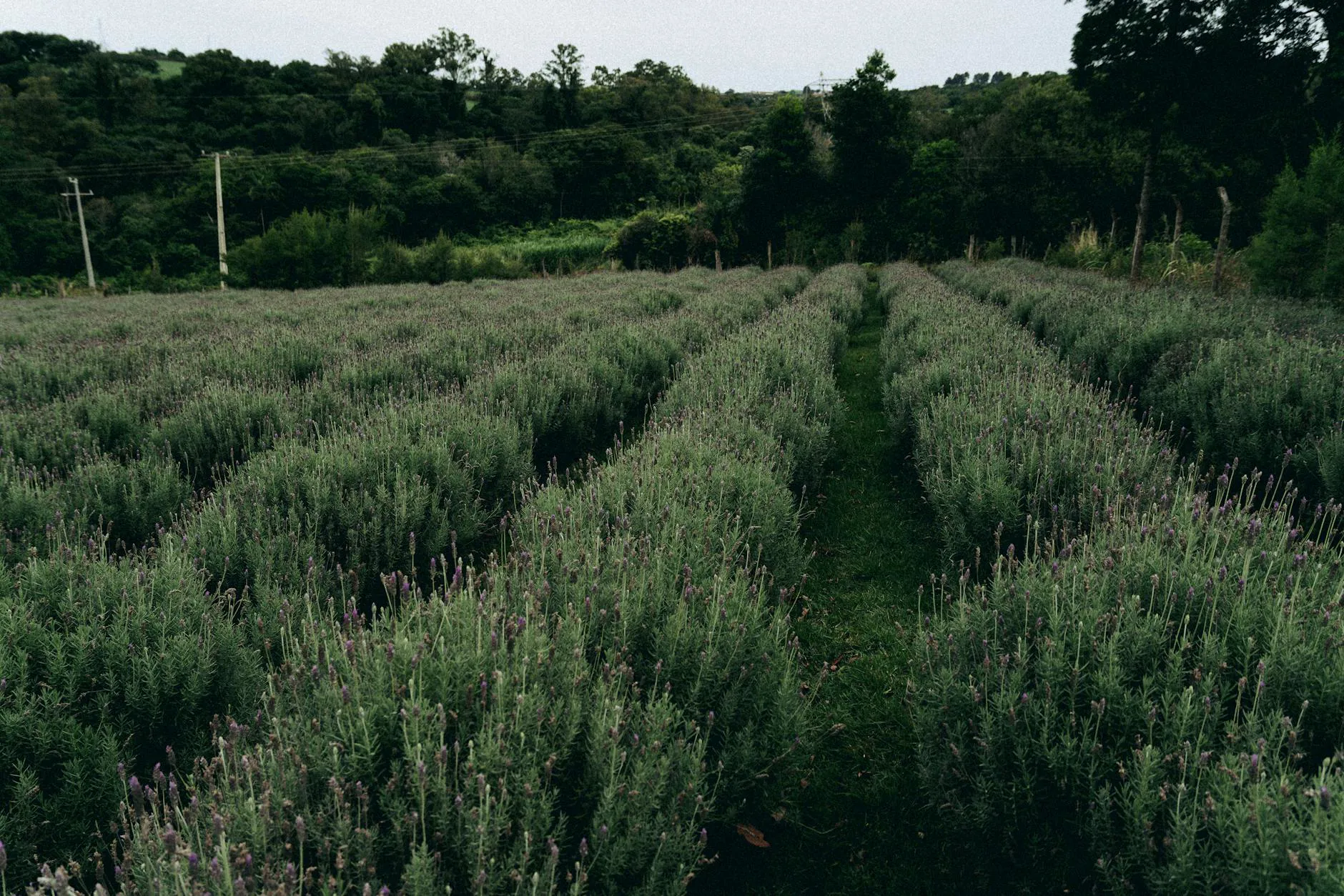 Fioritura lavanda a Pietrabruna: profumi d'estate in Liguria